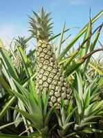 Ananas 'bouteille'