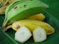 Variété 'banane poto'