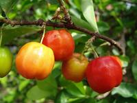 Fruit sur arbre (//M. punicifolia// )