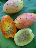 Fruits (//Opuntia ficus indica//)