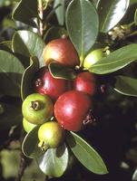 Fruit variété rouge