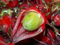 Fruit (capsule)