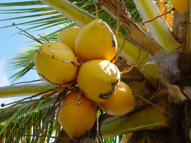 Caribfruits - Noix de coco / Fruits Tropicaux