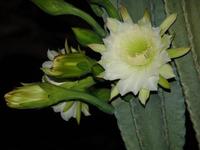 Fleur à  l'anthèse (//Cereus hexagonus//) 