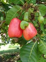 Pomme et noix (variété rouge)