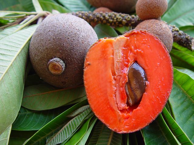 http://caribfruits.cirad.fr/var/caribfruits/storage/images/fruits_des_antilles/sapote/2063-4-fre-FR/sapote.jpg
