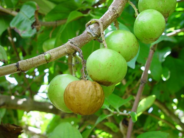 Tamarin Fruits Exotiques, variétés, production, saisonnalité