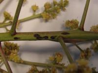 Anthracnose sur inflorescence