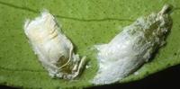 //Philephedra tuberculosa//, et son sac cireux blanc dans le prolongement de sa carapace. Ã‚Â© F. Leblanc (Cirad)