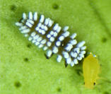 Larve de coccinelle dÃƒÂ©vorant une larve d'//Aphis gossypii//. (taille rÃƒÂ©elle : 3 mm) Ã‚Â© F. Leblanc (Cirad)