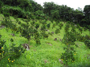 Verger d'agrumes en Guadeloupe