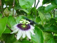 Fleur et son pollinisateur de //Passiflora edulis flavicarpa//