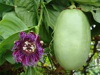 Fruit et fleur de //Passiflora quadrangularis// 
