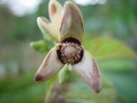 Fleur d'//Annona squamosa// (stade male)- © F. Le Bellec (Cirad)