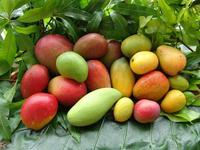 Quelques variétés de mangue © F. Le Bellec