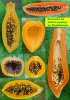 Différentes variétés de papaye © F. Le Bellec