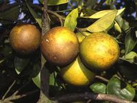 Dégâts de phytoptes sur oranges