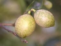 Dégâts de tarsonème sur lime